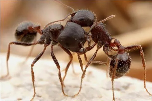 世界十大有毒蚂蚁 哪些蚂蚁是有毒的