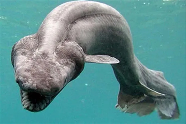 十大古老海洋动物,海洋中十大最古老的生物
