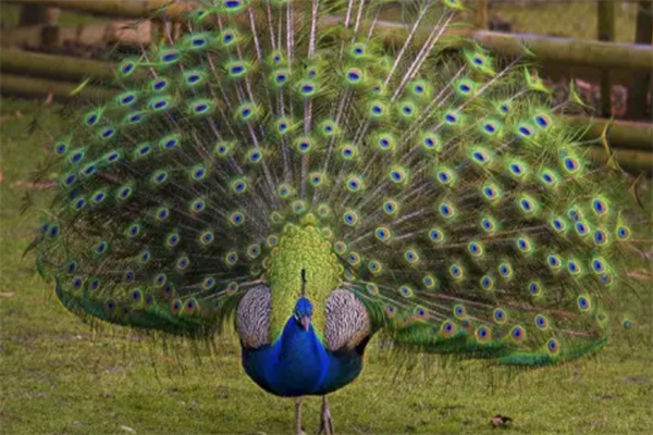 世界上十大最美的鸟,自然界中最漂亮的十种鸟