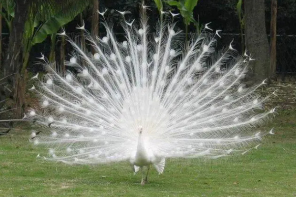 世界十大最美的鸟,全世界最美丽的鸟