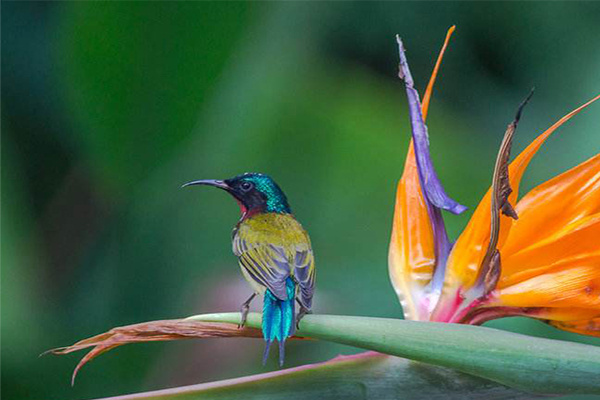 世界十大最奇特的鸟 罕见的鸟都有什么