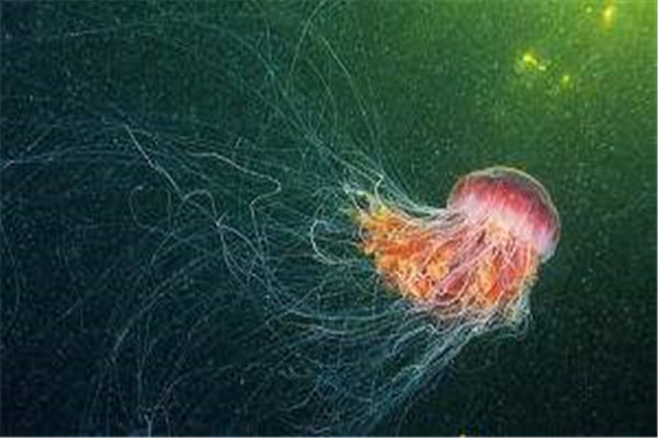 海洋10大巨型生物排行榜 海洋巨型生物图片