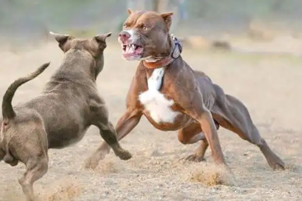 世界上最好的猎犬品种：比特犬凶狠残暴，杀伤力强