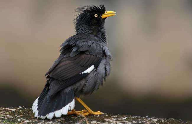 盘点自然界中10种最粘人鸟类：八哥夺冠，画眉上榜！