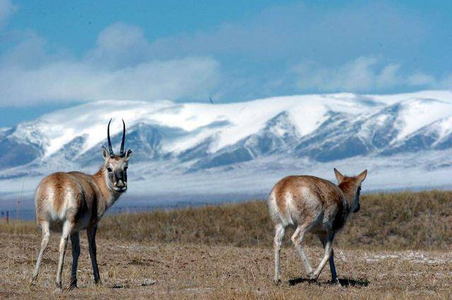 我国可可西里高原上的10大“著名”动物，藏羚羊位列榜首