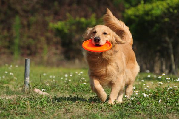 世界上最温顺的10只狗，金毛犬排名第一