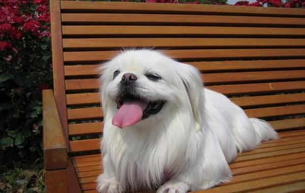 世界上气味最重的10只狗，北京犬排名第一