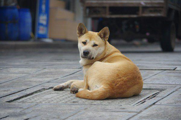 全球最受欢迎的10只宠物犬，中国田园犬获第一