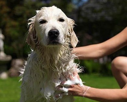 如何给小狗洗澡，给狗洗澡的注意事项