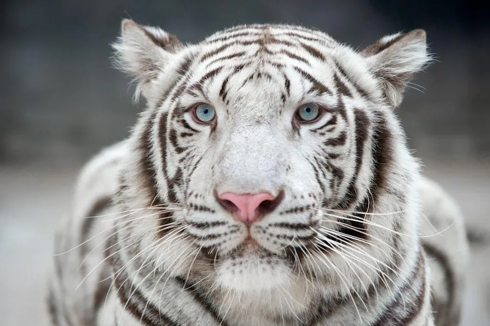 世界上最稀有的10种动物 世界上最美丽的10种动物