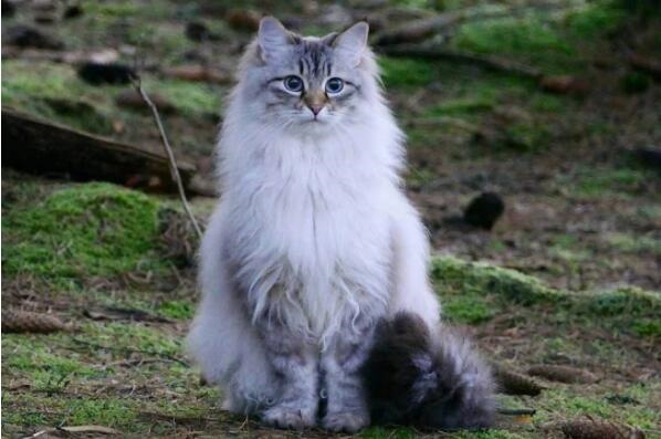 十大俄罗斯猫品种