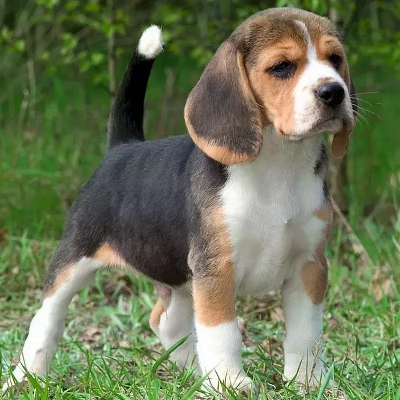 国外十大纯种猎犬排名世界最佳猎犬品种