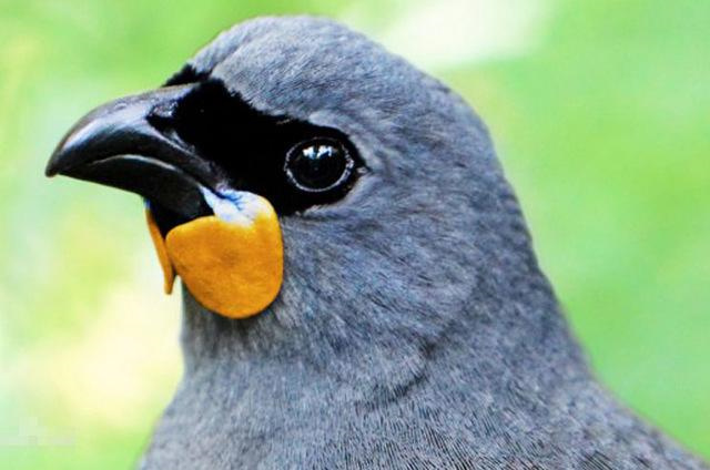 十大濒危鸟类 地球上最濒危的鸟类