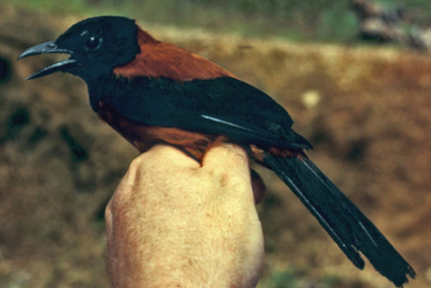 世界上最毒的 10 种鸟类