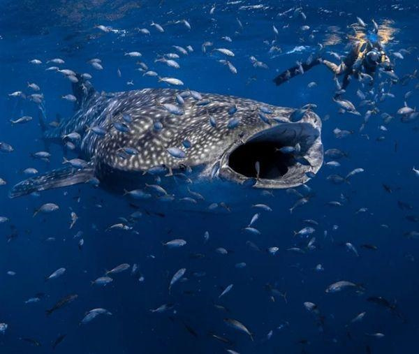 世界上最长的鱼 盘点世界上最长的10种鱼