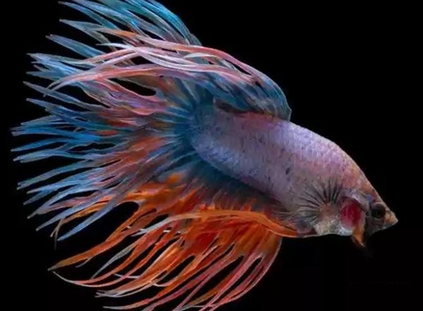 世界上最好看的10种鱼,世界上最漂亮的鱼排名