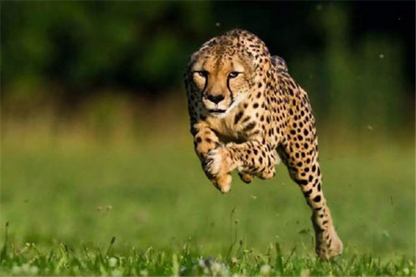 世界上10大最快的陆地动物,世界十大陆地速度最快的动物
