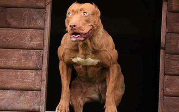 世界上最厉害的狗：比特犬好勇斗狠，战斗力强悍