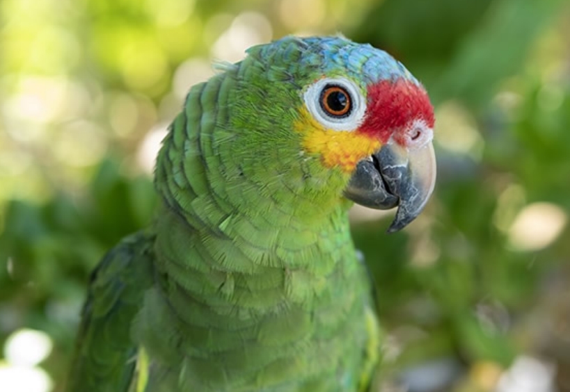 世界上最会说话的十种鸟排行榜 会说话的鸟有哪几种