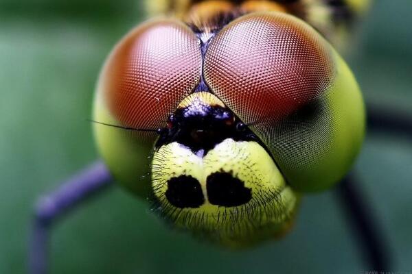 世界上眼睛最多的动物是什么：蜻蜓眼睛有5.6万只