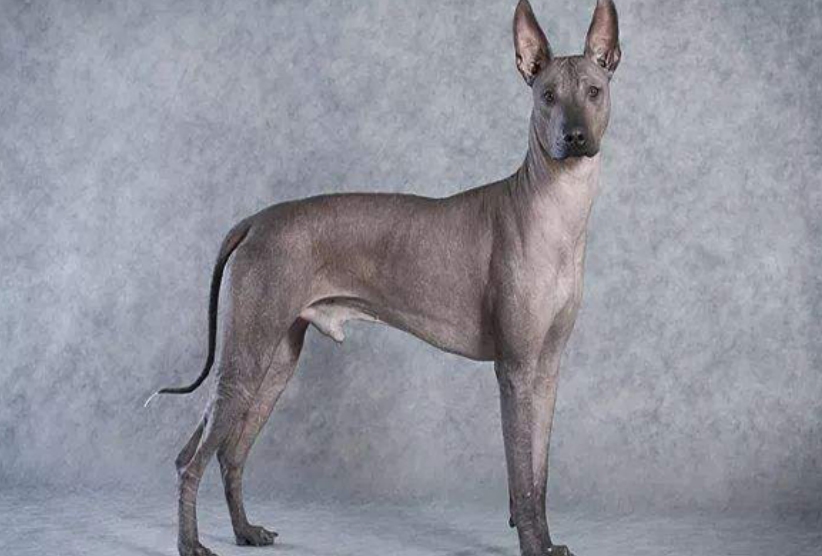 世界上十大最丑的狗排行榜 长的最丑的狗狗图片