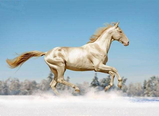 世界上最漂亮的10匹马：阿拉伯马排第二，第一被称黄金之马