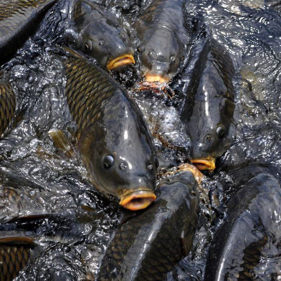 10大名贵淡水鱼排行 最贵淡水鱼排行榜前十名