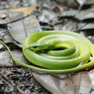 世界十大没有毒的蛇 世界上最常见无毒蛇类排名榜