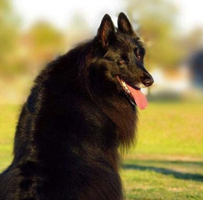 世界上最知名的十大警犬品种 适合当警犬的狗狗排名榜