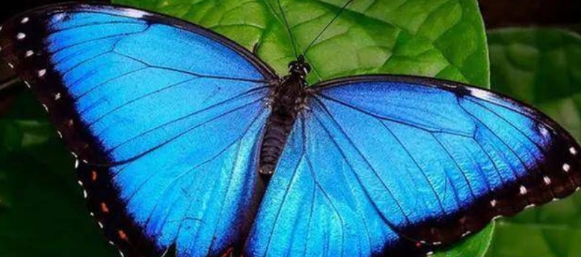 世界上最漂亮的蝴蝶是哪几种 世界上最美丽的十种蝴蝶排行榜