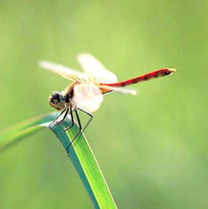 世界十大昆虫之最 世界上最昆虫排行榜