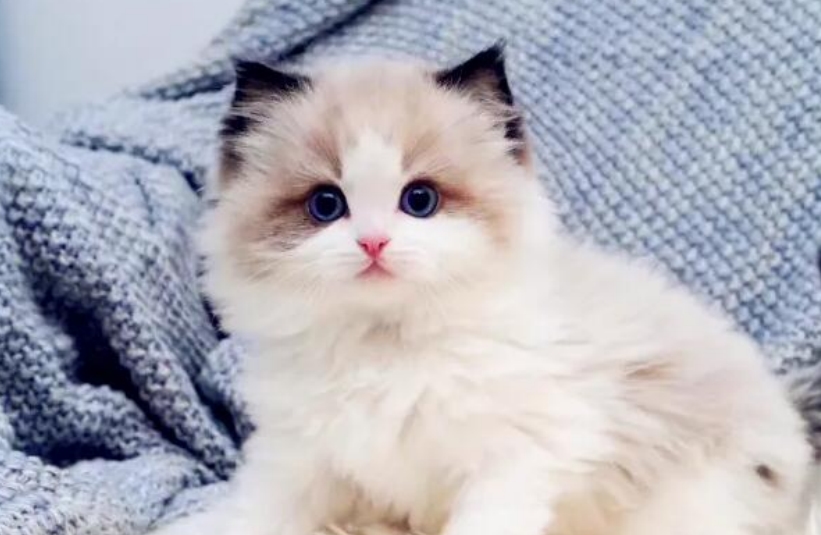 世界上十大颜值最高的猫 世界上最漂亮的猫咪盘点