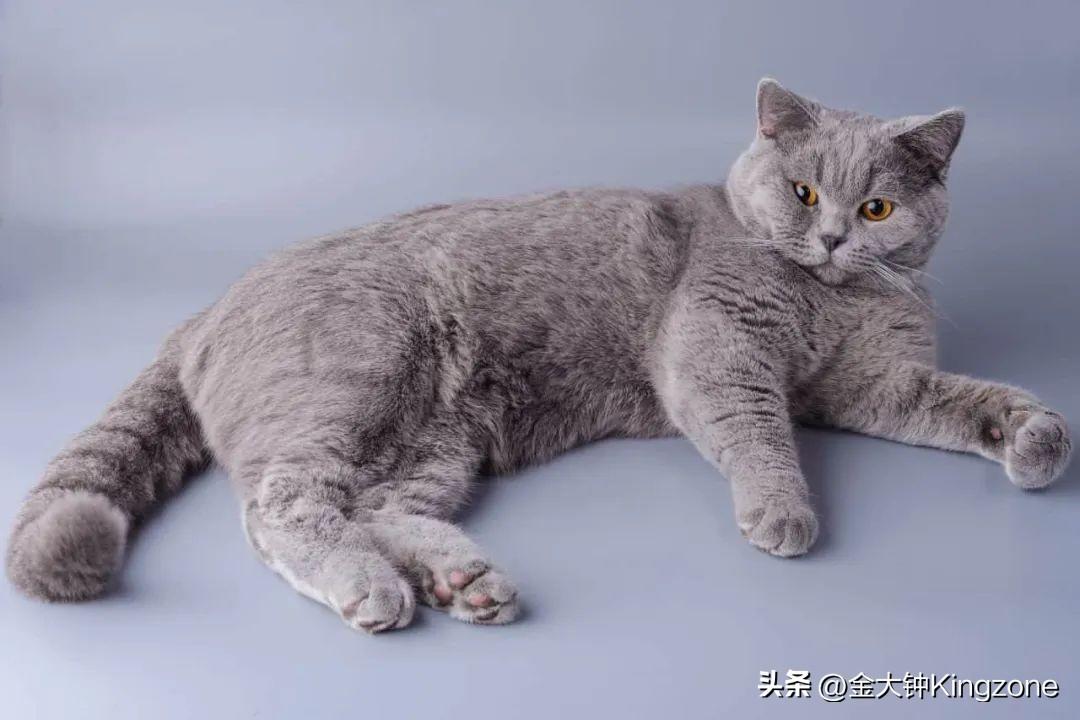 最贵的猫前十名 全球最奢侈的10种宠物猫咪