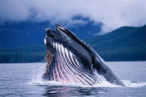 世界上人气最高的十种动物：非洲象上榜，蓝鲸居首