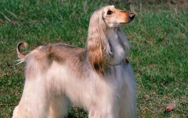 世界上最漂亮的狗Top5，阿富汗猎犬位居第一