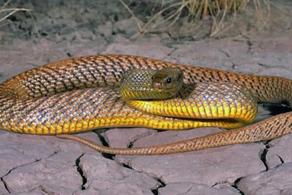 世界十大剧毒蛇排名：眼镜王蛇垫底，第一是细鳞太攀蛇