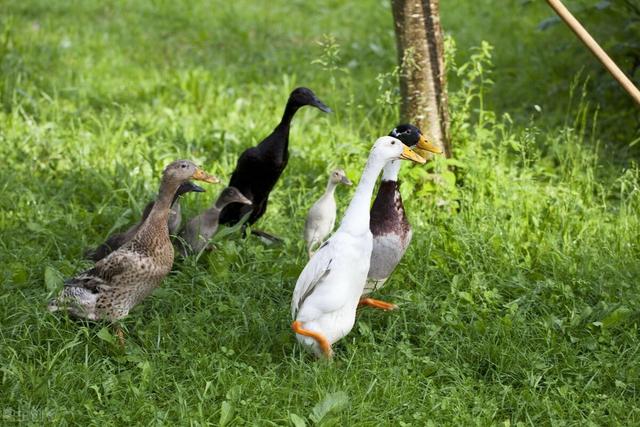 世界最好吃的鸭子品种 知名度最高的6只鸭子(7)