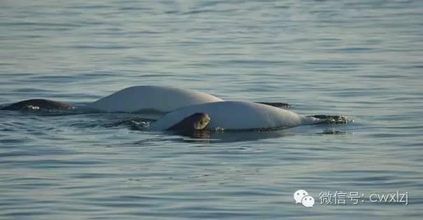 刚出生的幼鲸如何才能不呛水 刚出生不到1小时的白鲸宝宝被冲上岸(3)
