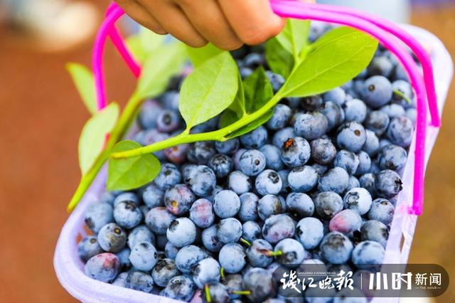 东北野生蓝莓鲜果价格 本地蓝莓宝宝熟了(1)