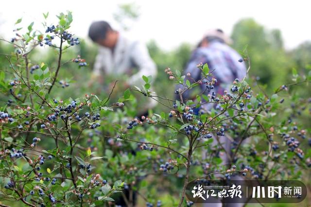东北野生蓝莓鲜果价格 本地蓝莓宝宝熟了(2)
