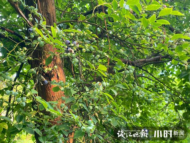 东北野生蓝莓鲜果价格 本地蓝莓宝宝熟了(4)