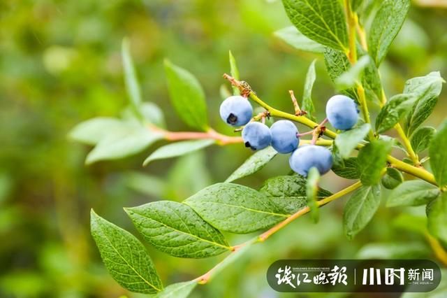东北野生蓝莓鲜果价格 本地蓝莓宝宝熟了(10)