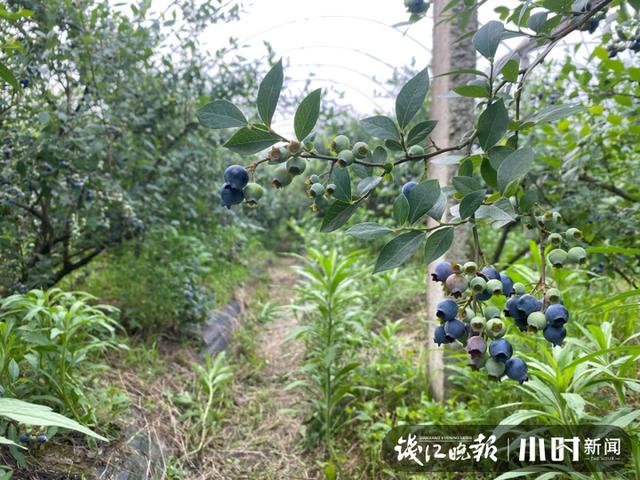 东北野生蓝莓鲜果价格 本地蓝莓宝宝熟了(12)