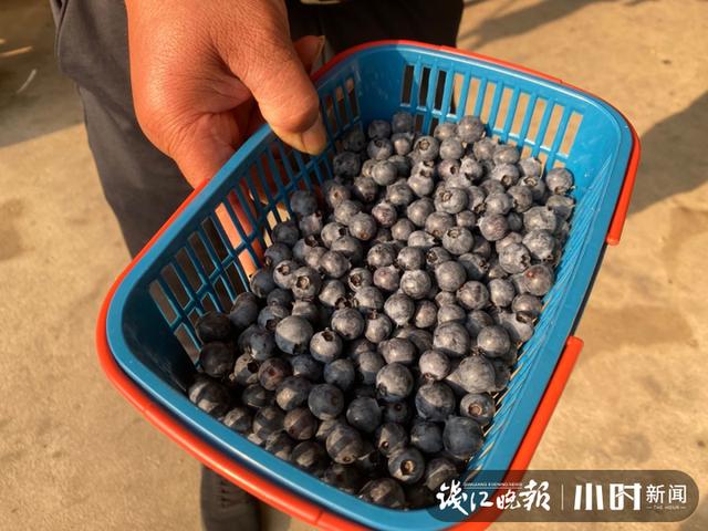 东北野生蓝莓鲜果价格 本地蓝莓宝宝熟了(13)