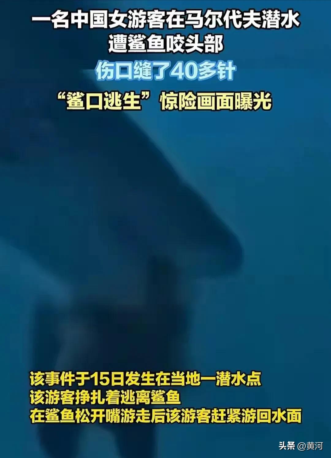 女子潜水遭鲨鱼咬头_潜水员被鲨鱼咬死_游客潜水遭鲨鱼咬头