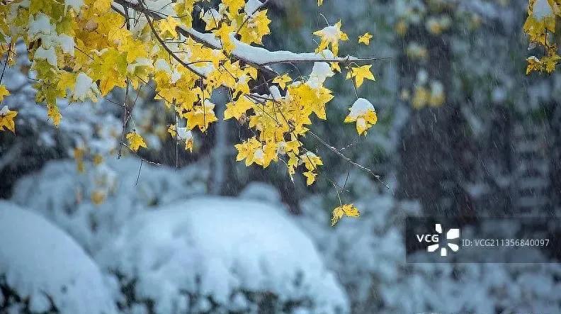 下雪能打雪仗少雨吗_下雪了怎么能少了打雪仗_下雪天打雪仗的说说