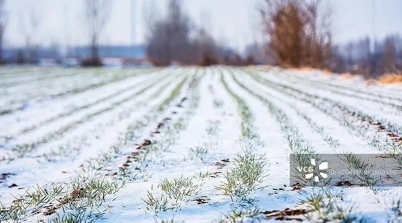 下雪能打雪仗少雨吗_下雪了怎么能少了打雪仗_下雪天打雪仗的说说